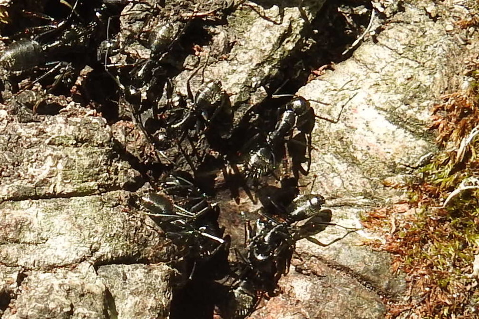 Camponotus vagus - fekete lóhangya