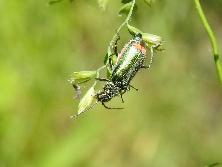 Malachius bipustulatus - kétfoltos bibircsesbogár