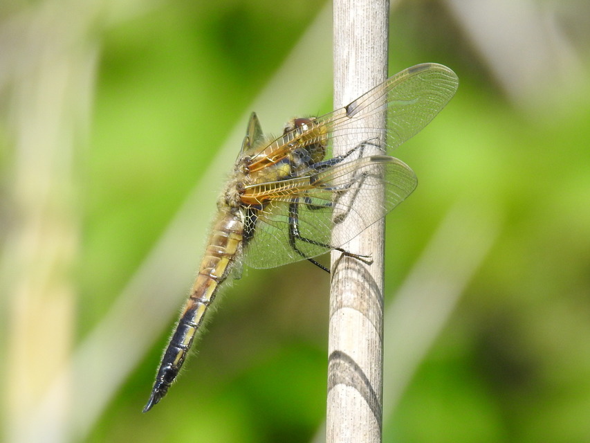 Libellula quadrimaculata - négyfoltos laposacsa