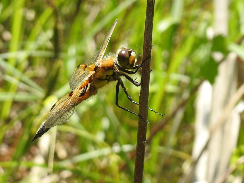 Libellula quadrimaculata - négyfoltos laposacsa
