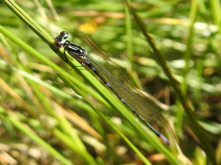Coenagrion pulchellum - karcsú légivadász Coenagrion pulchellum - karcsú légivadász