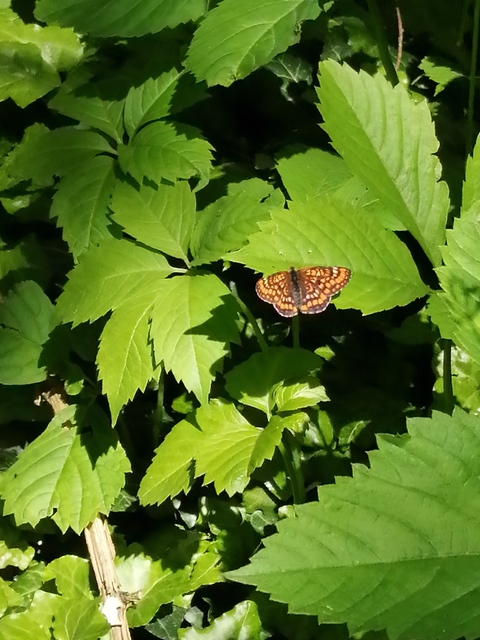 Euphydryas maturna - díszes tarkalepke