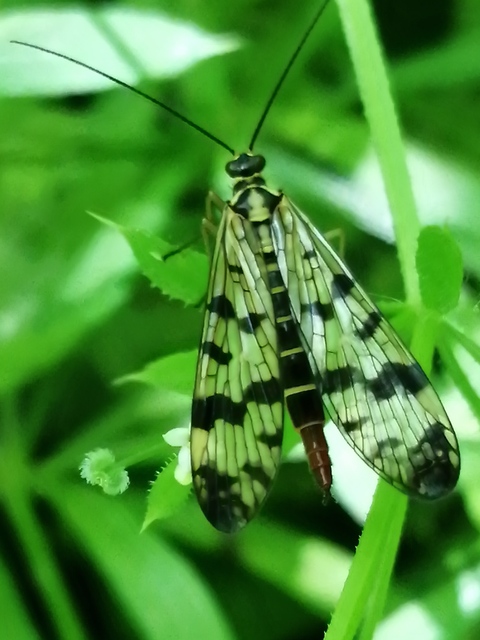 Panorpa vulgaris