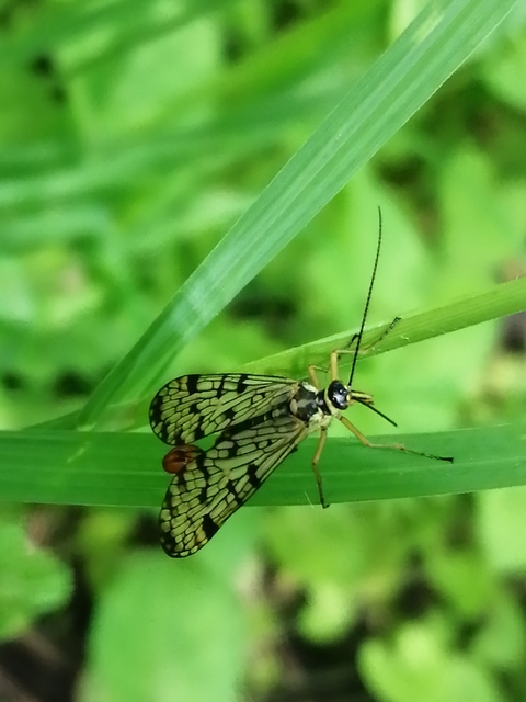 Panorpa hybrida