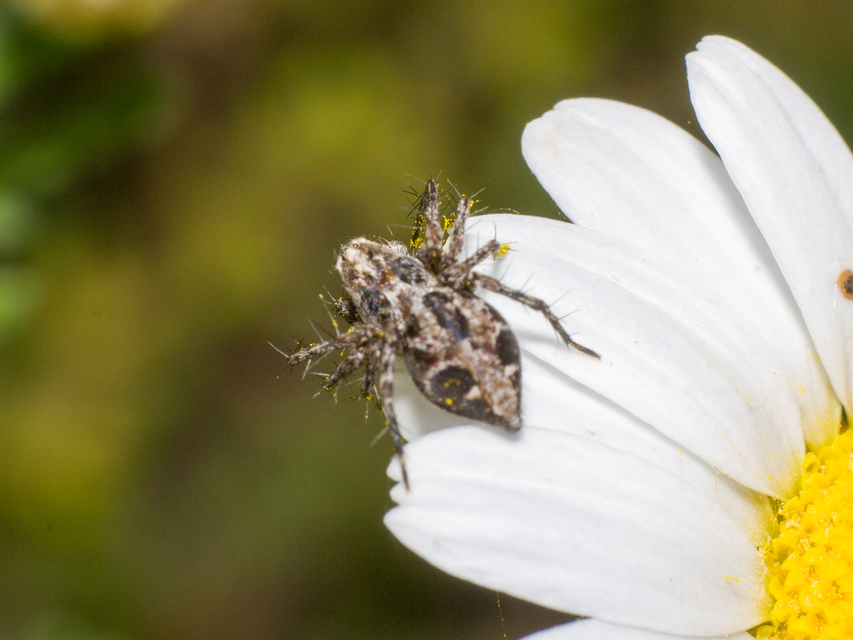 Oxyopes ramosus