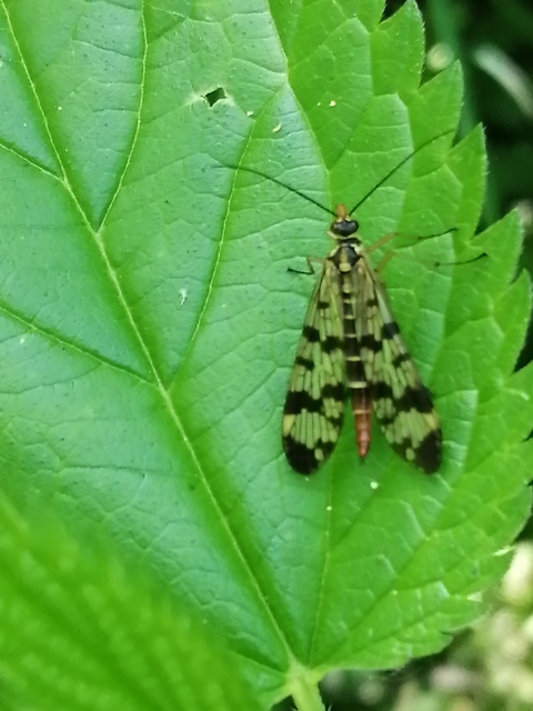 Panorpa vulgaris