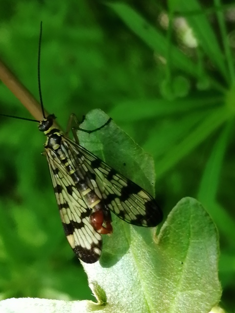 Panorpa vulgaris