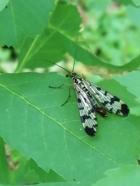 Panorpa vulgaris