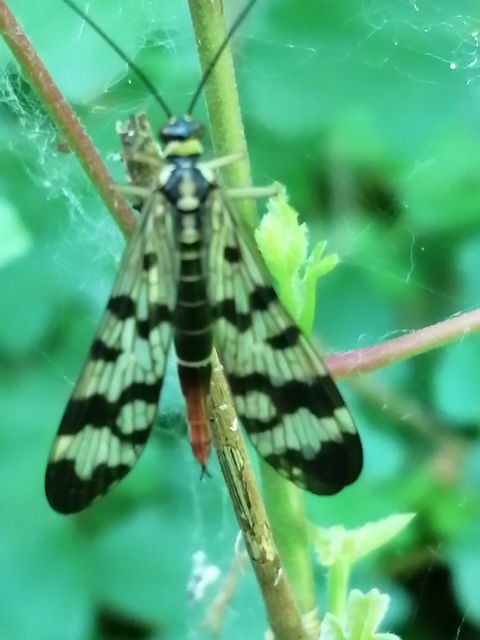 Panorpa vulgaris