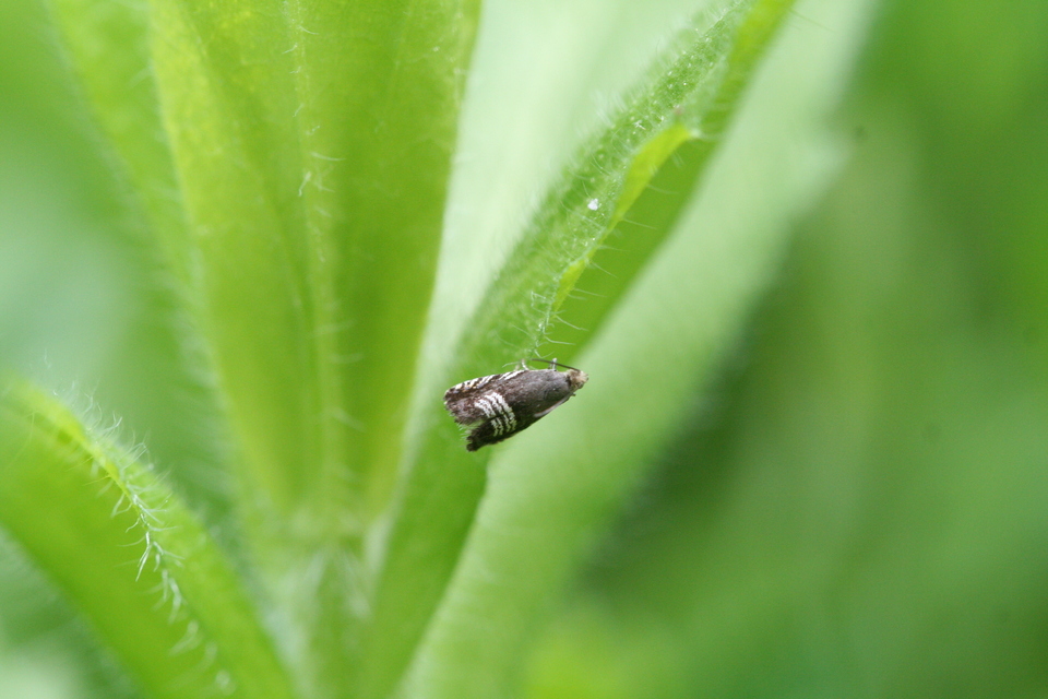 Grapholita compositella - lucernahüvelymoly