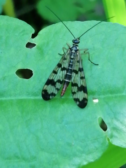 Panorpa vulgaris