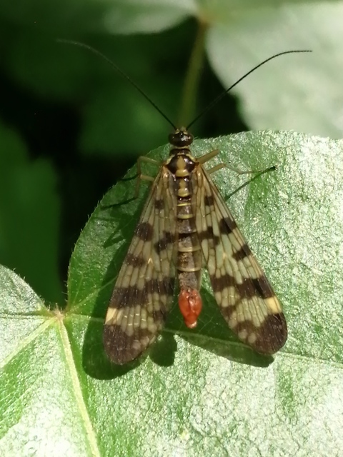 Panorpa vulgaris