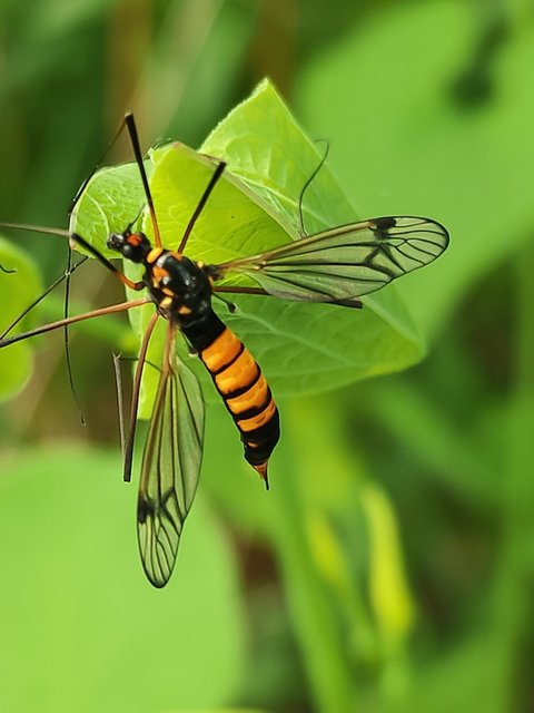Nephrotoma crocata