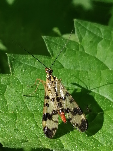 Panorpa vulgaris