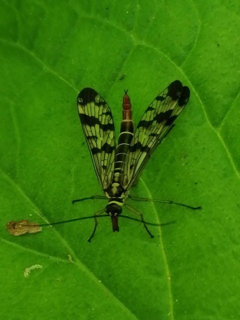 Panorpa vulgaris