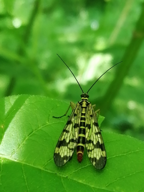 Panorpa vulgaris