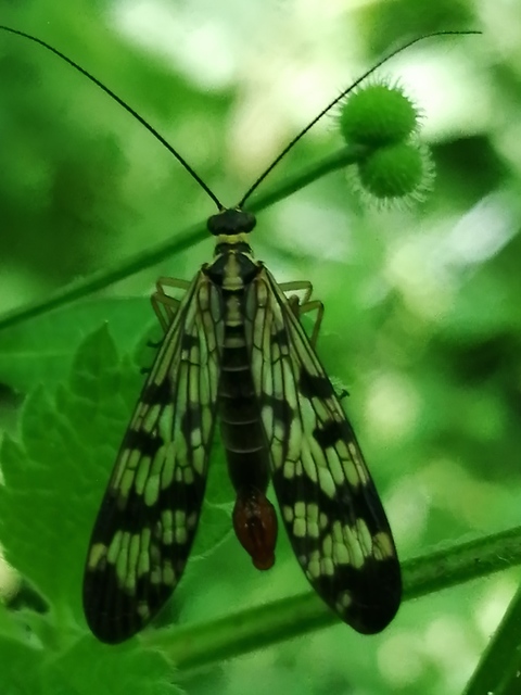 Panorpa vulgaris