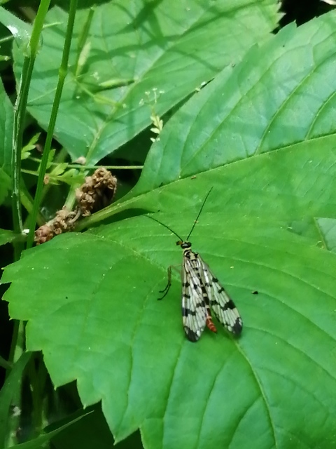 Panorpa communis/vulgaris
