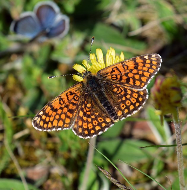 Melitaea cinxia - réti tarkalepke