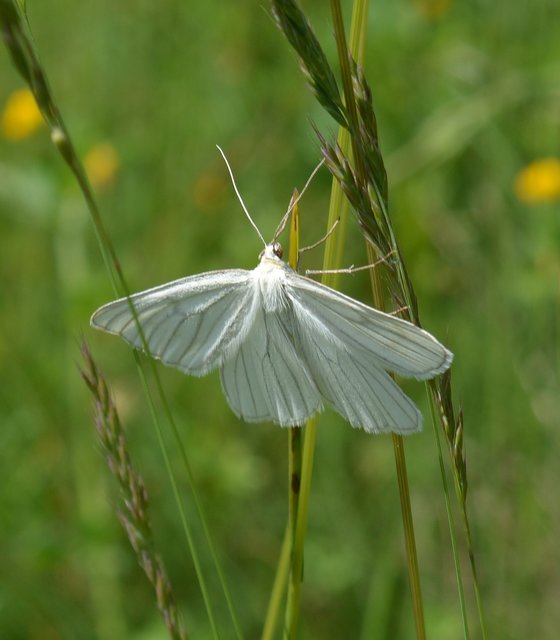 Siona lineata - vonalas fehéraraszoló
