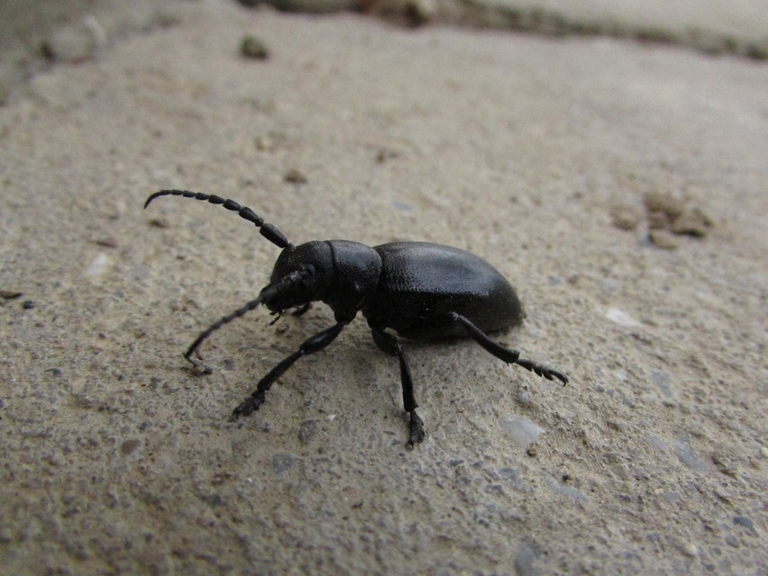 Dorcadion aethiops - fekete gyalogcincér Dorcadion aethiops - fekete gyalogcincér