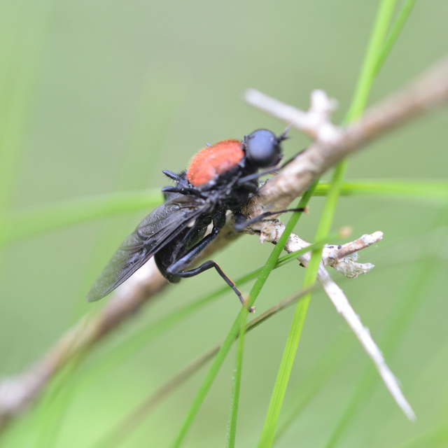 Clitellaria ephippium - tüskéshátú légy