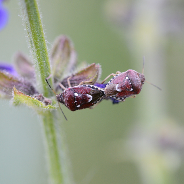 Stagonomus amoenus Stagonomus amoenus