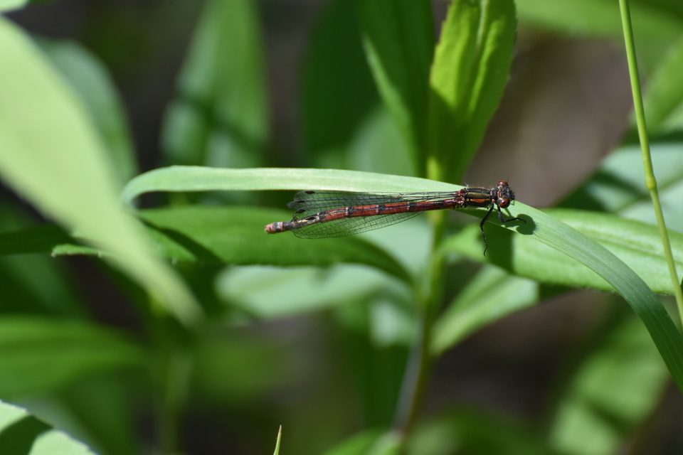 Pyrrhosoma nymphula interposita - vörös légivadász