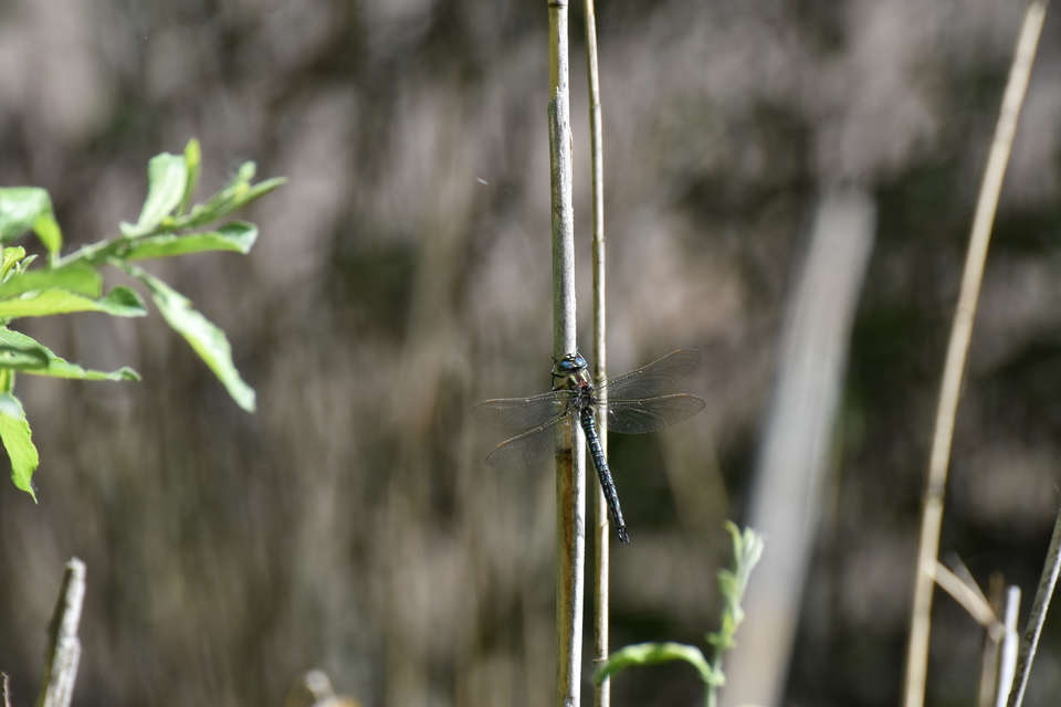 Brachytron pratense - szőrös karcsúacsa