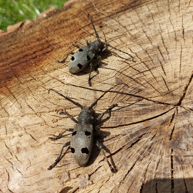 Morimus asper funereus - gyászcincér