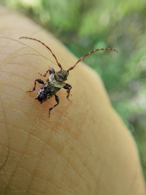 Pogonocherus hispidus - kéttövises ecsetcincér