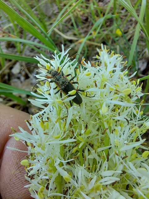 Cortodera humeralis - négyfoltos cserjecincér