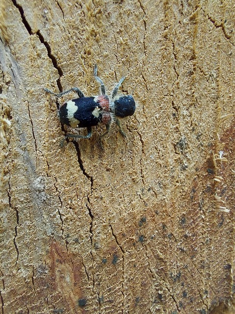 Clerus mutillarius - feketenyakú szúfarkas