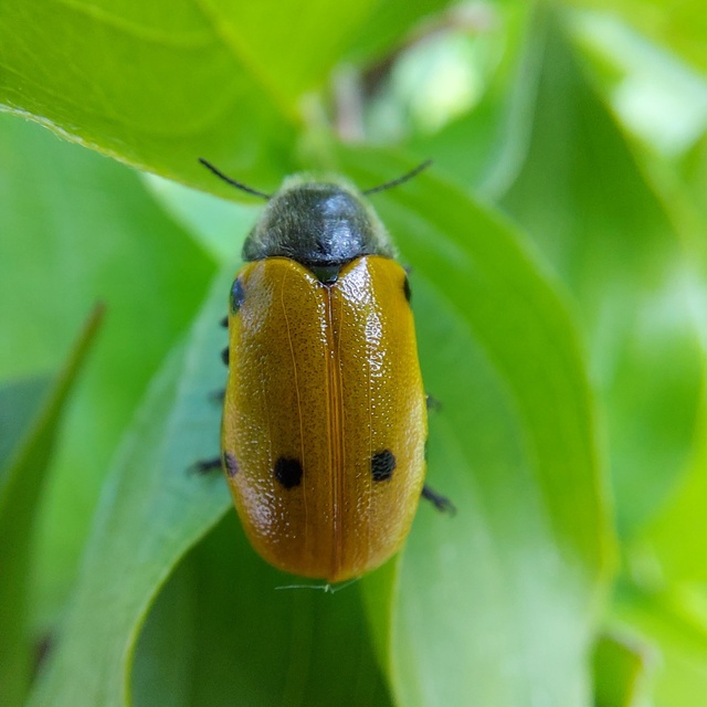 Lachnaia sexpunctata - szőrösnyakú zsákhordóbogár