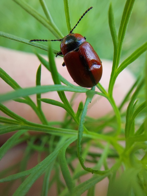 Entomoscelis dorsalis - hérics-honvédbogár
