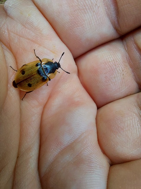 Dendroxena quadrimaculata - négypettyes dögbogár