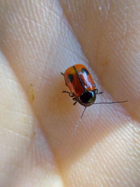 Cryptocephalus bipunctatus - kétpettyes zömökbogár