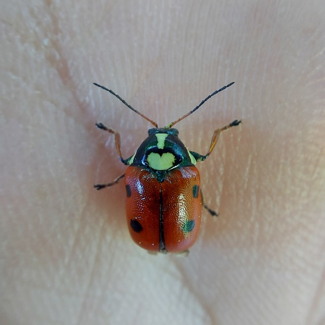 Cryptocephalus cordiger - szíves zömökbogár