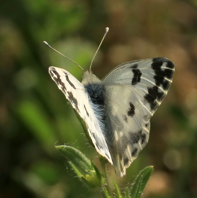 Pontia edusa - rezedalepke