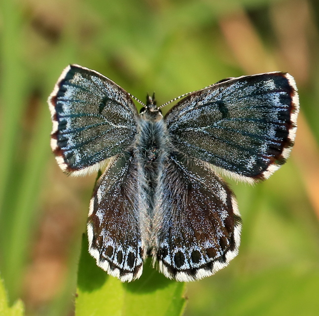 Scolitantides orion - szemes boglárka