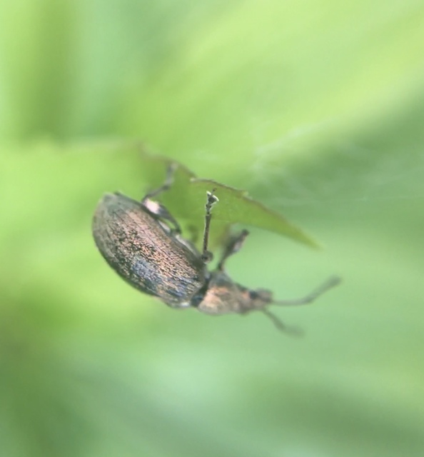 Phyllobius pyri - gyümölcsfa-levélormányos