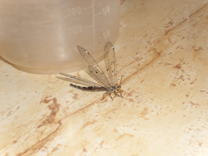 Distoleon tetragrammicus - négyfoltos hangyaleső