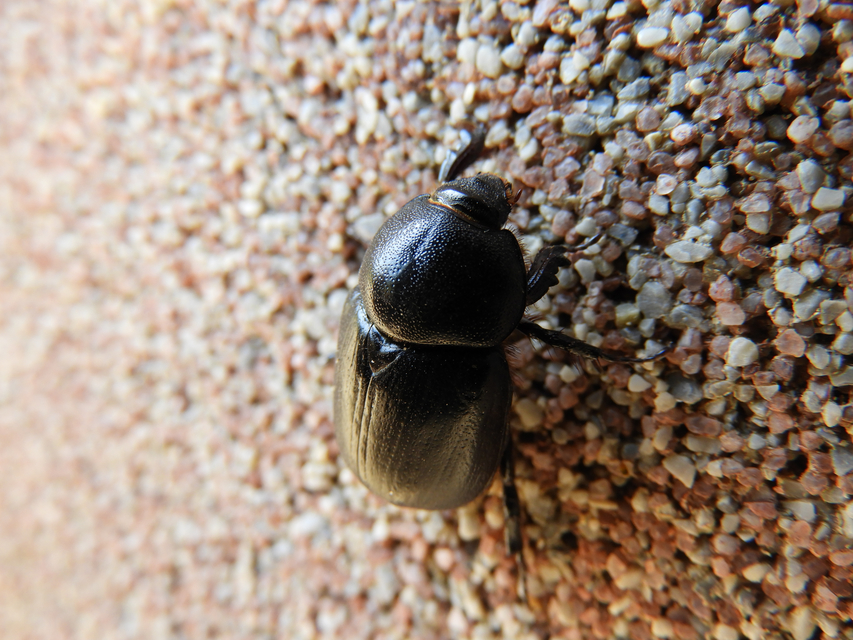 Pentodon idiota - butabogár