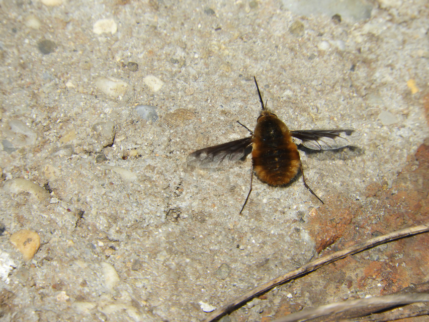 Bombylius major - szegélyes pöszörlégy