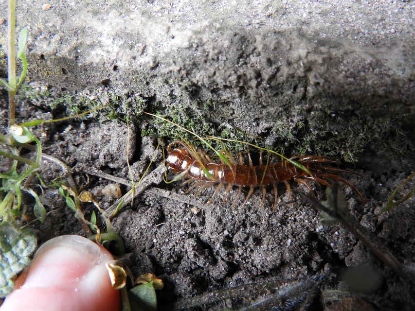 Lithobiidae