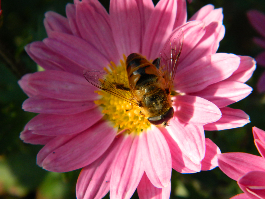 Eristalis tenax - közönséges herelégy