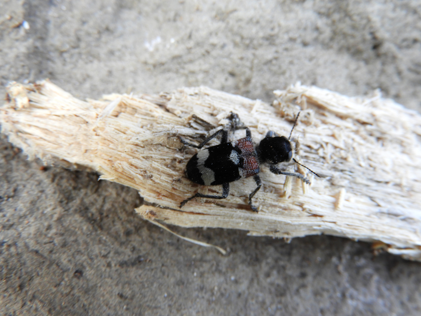 Clerus mutillarius - feketenyakú szúfarkas