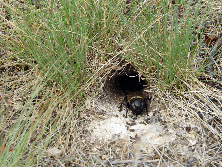 Gryllus campestris - mezei tücsök