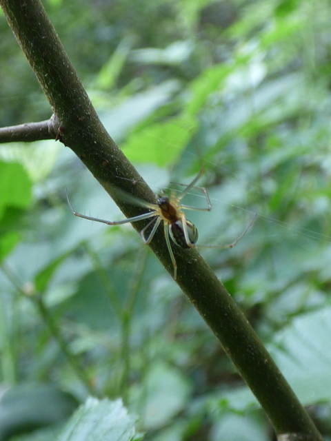 Neriene radiata - szegélyes vitorláspók