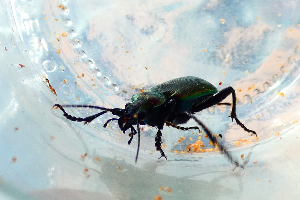 Calosoma inquisitor - kis bábrabló